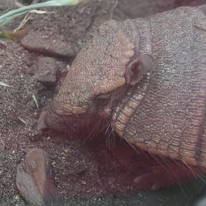 Hairy Armadillo
