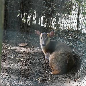 Reeves' Muntjac