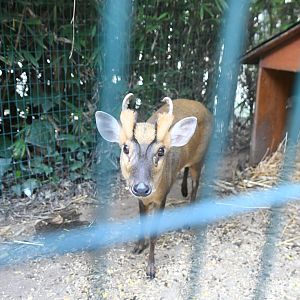 Reeves' Muntjac
