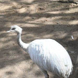 White Rhea