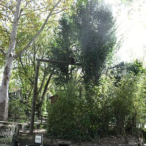 Gibbons Island (Lar Gibbons)