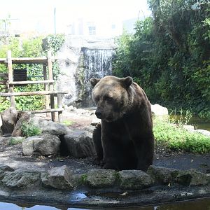 Brown Bear