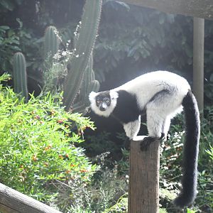 Black-and-white Ruffed Lemur