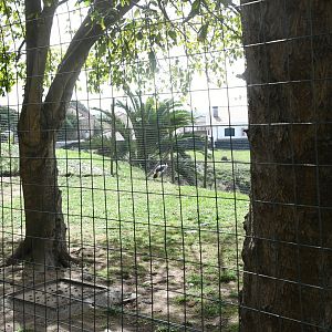 Grey Crowned Crane pen