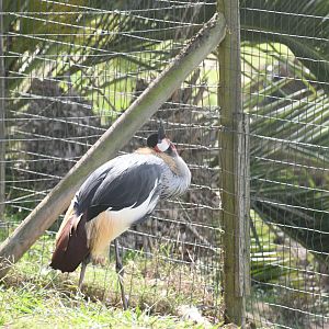 Grey Crowned Crane