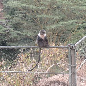 White-throated Guenon
