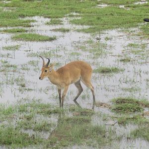 Bohor Reedbuck