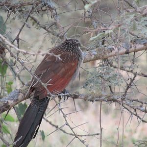 White-browed Coucal