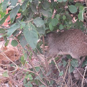 Yellow-spotted Bush Hyrax