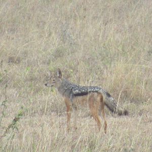 Black-backed jackal