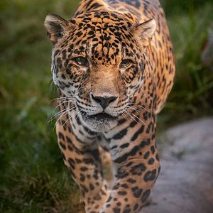 Kaloa the jaguar