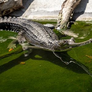 Indian Gharial