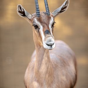 Speke’s Gazelle