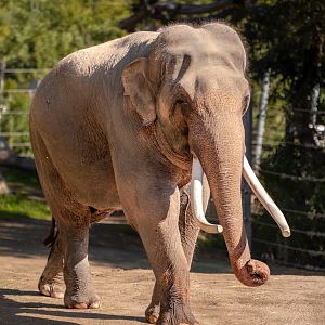 Billy the Asian Elephant