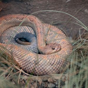 Aruba Island Rattlesnake