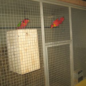 Dyrenes Verden - "Bird hallway" - Yellow-bibbed lory aviary
