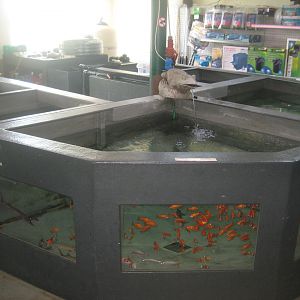 Dyrenes Verden - Garden pond area