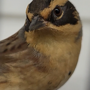 Siberian accentor - Prunella montanella