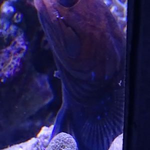 Opistognathus scops or O. castelnaui (Aquazoo Düsseldorf 2022)