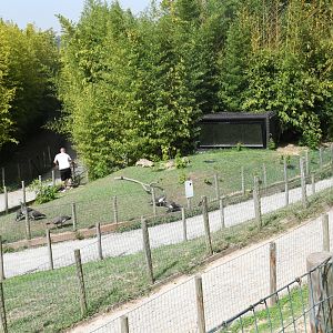 African Spurred Tortoises pen