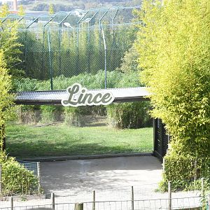 Northern Lynx exhibit