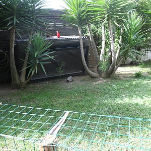 Red-footed Tortoises pen