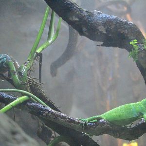 A Peculiar Combination …