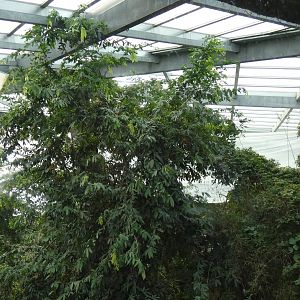 Random Plastic Tarp in the Lied Jungle - Oct. 2022