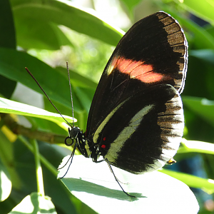 Small Postman Butterfly(?), Butterfly & Insect Pavilion - Oct. 2022