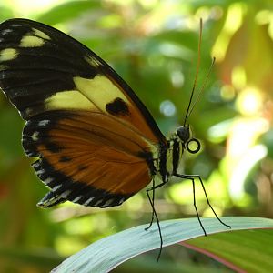 Tiger Longwing Butterfly(?), Butterfly & Insect Pavilion - Oct. 2022