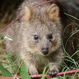Quokka