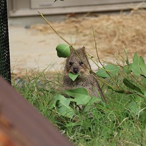 Quokka