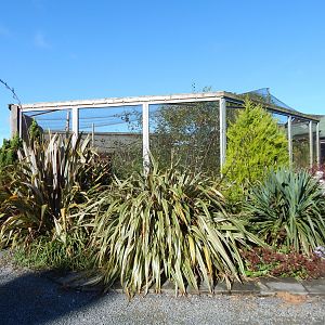 Black curassow exhibit 230922