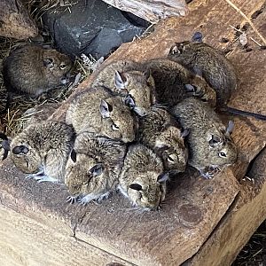 Degu 230922