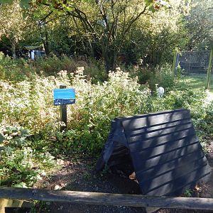 Demoiselle crane exhibit 230922