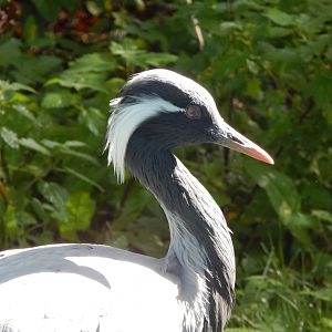 Demoiselle crane 230922