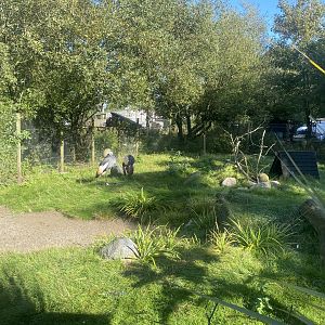 Eastern grey-crowned crane exhibit 230922