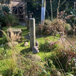 African Walkthrough Aviary 230922