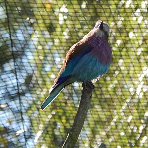 African Walkthrough Aviary - Lilac-breasted roller 230922