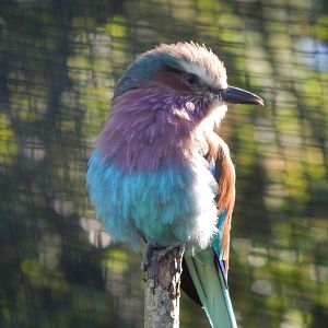African Walkthrough Aviary - Lilac-breasted roller 230922