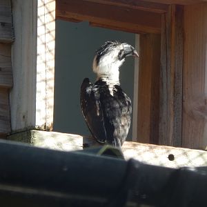 African Walkthrough Aviary - Von der Decken's hornbill 230922
