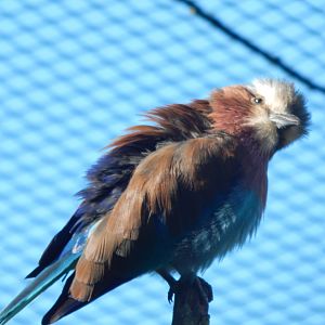African Walkthrough Aviary - Lilac-breasted roller 230922