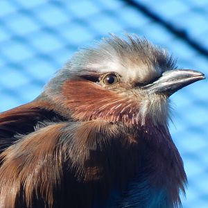 African Walkthrough Aviary - Lilac-breasted roller 230922