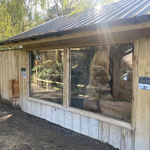 Meerkat and Gundi exhibits 230922