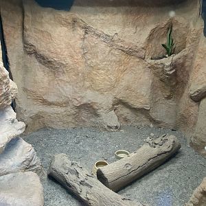 Meerkat exhibit 230922