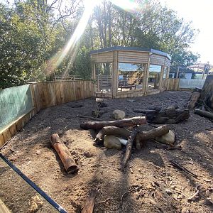 Meerkat enclosure 230922
