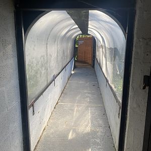 Snow leopard tunnel 230922