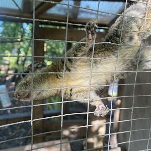 Swinhoe's striped squirrel 230922