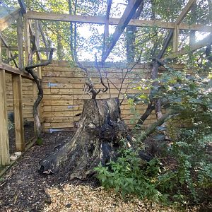 Scottish wildcat exhibit 230922