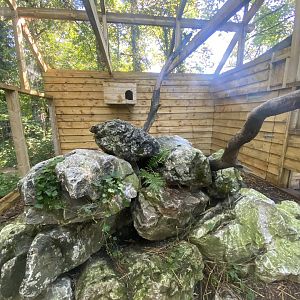 Scottish wildcat exhibit 230922